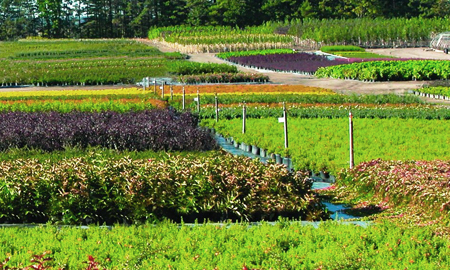 OUR FARMS