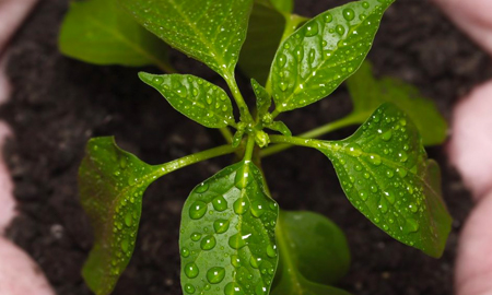 Green Initiatives