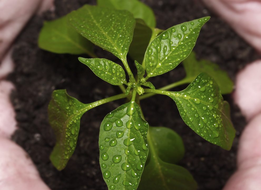 Green Initiatives
