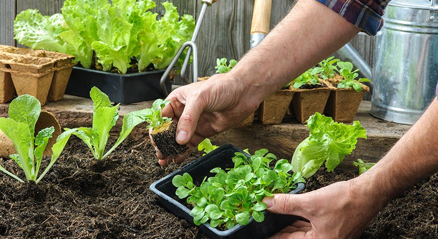 Planting_Seedlings