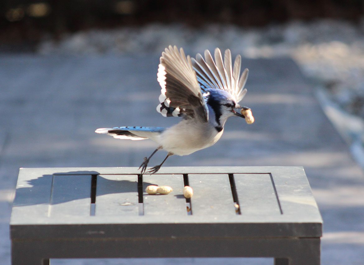 Bluejayinflight