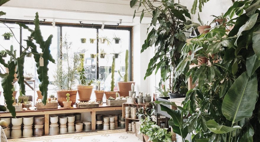 5 Common Houseplant Mistakes