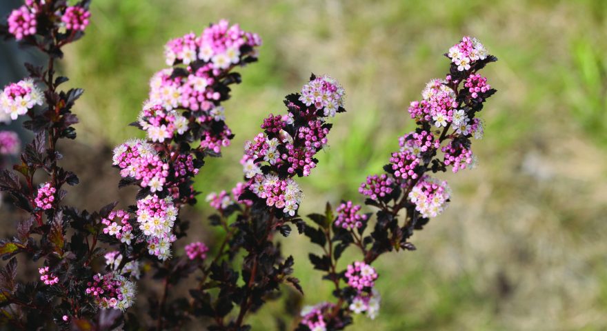 Native Plants & Wildflowers