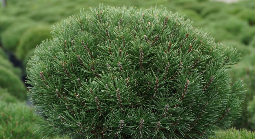 Dwarf Plants For Small Spaces