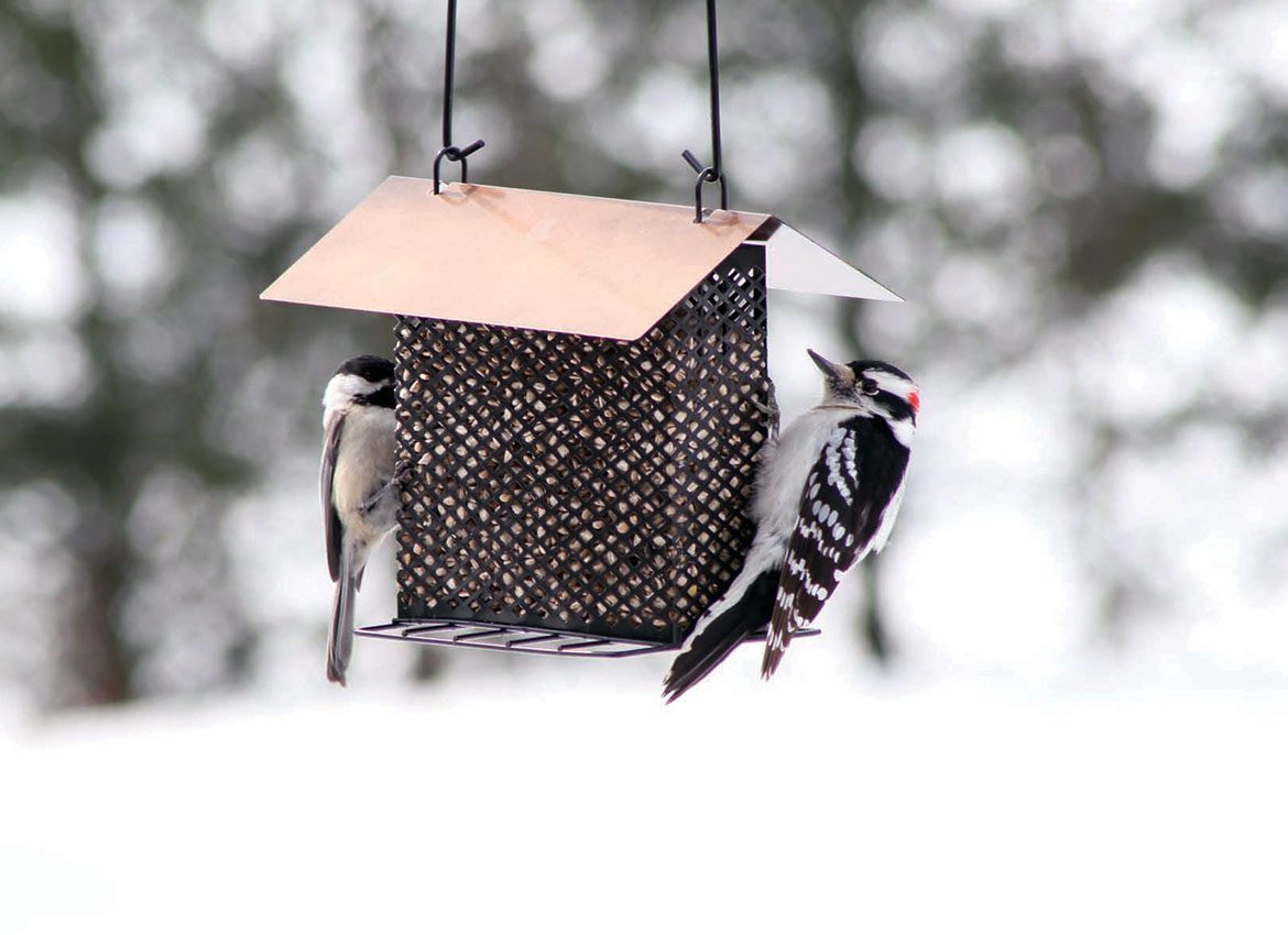 suet_feeder_woodpecker