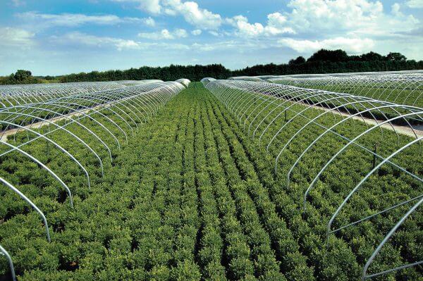 Sheridan-Nurseries-Boxwood_Farm_Row